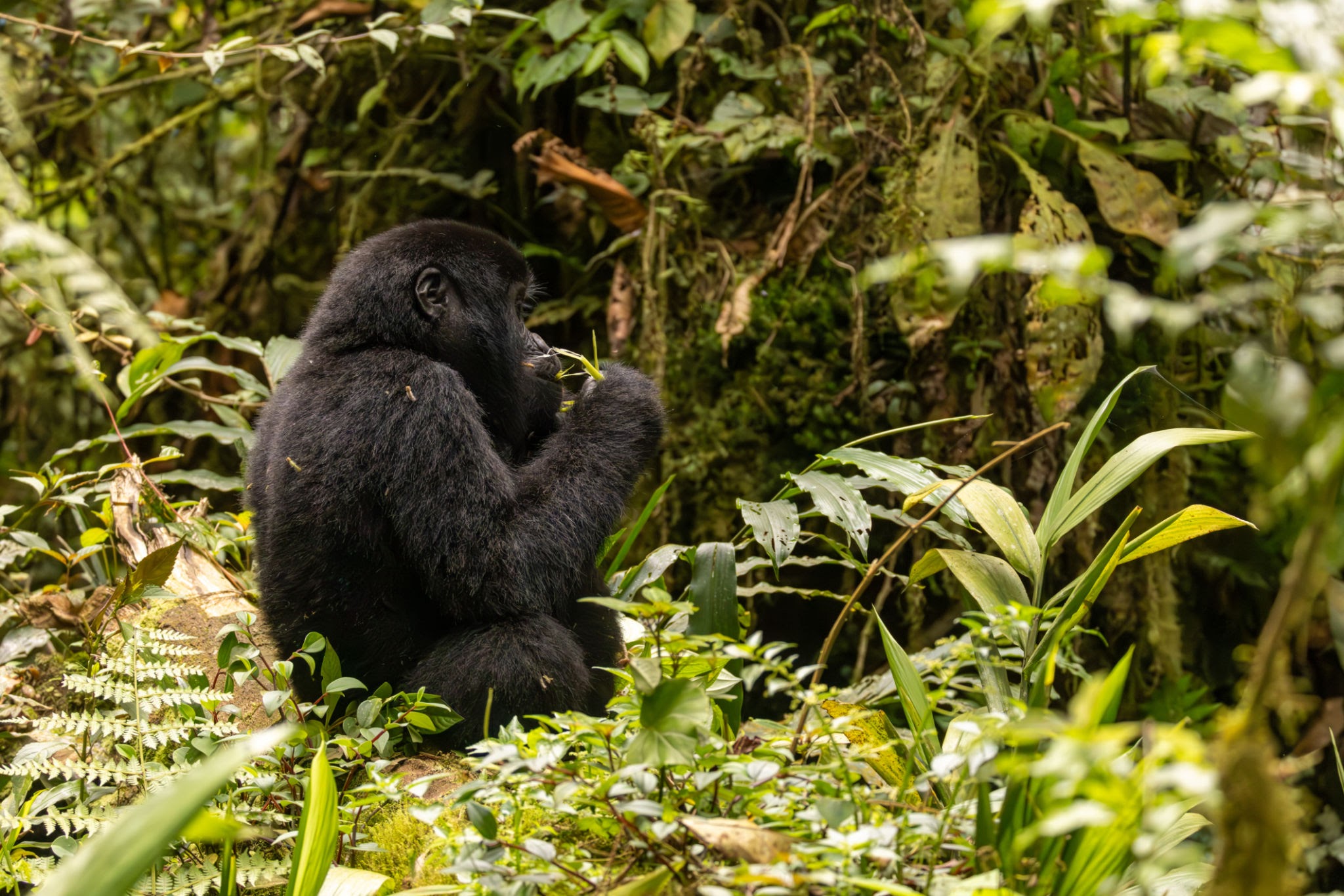 Uganda