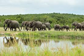 Elephants