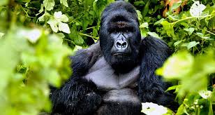 Mountain Gorillas