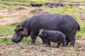 Hippos